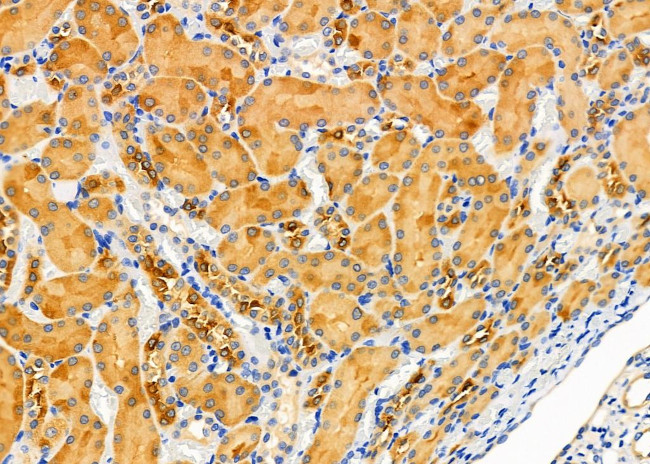 KCNK6 Antibody in Immunohistochemistry (Paraffin) (IHC (P))