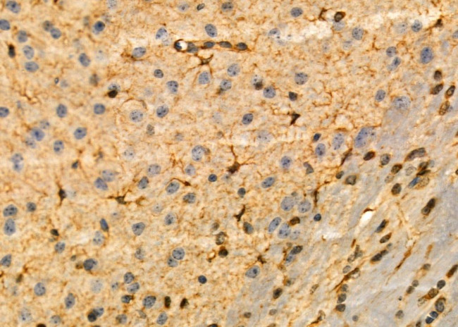 KCNH3 Antibody in Immunohistochemistry (Paraffin) (IHC (P))