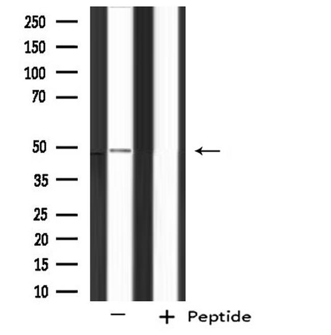 PHAX Antibody in Western Blot (WB)