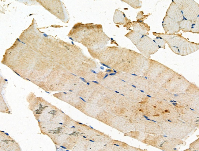 SFRP2 Antibody in Immunohistochemistry (Paraffin) (IHC (P))