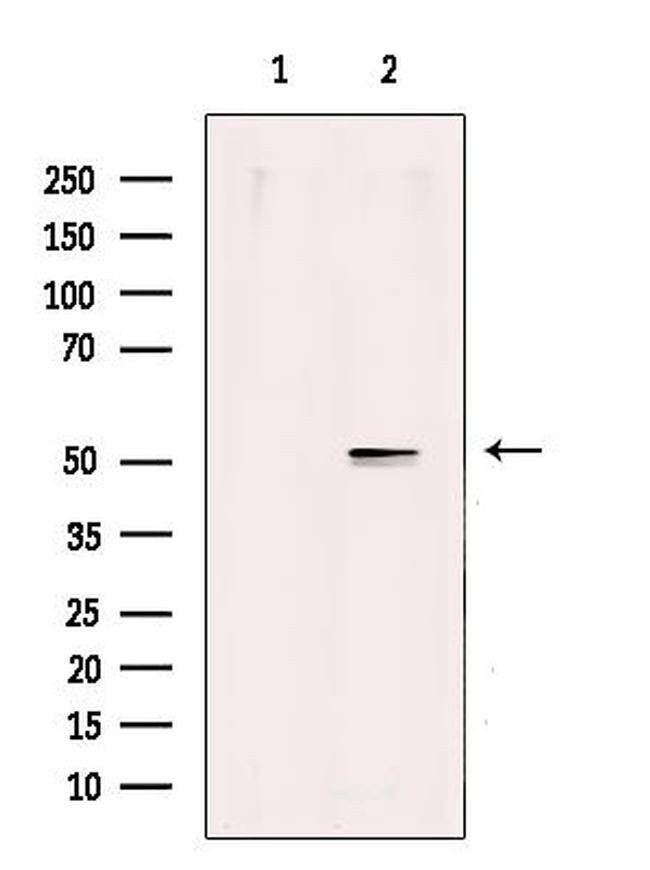 SERGEF Antibody in Western Blot (WB)