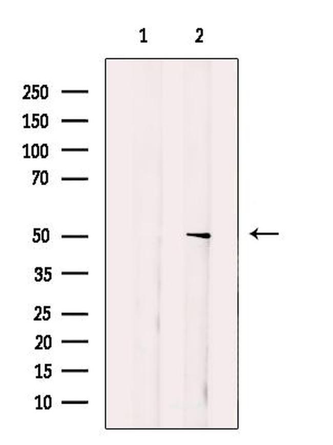 SEPT7 Antibody in Western Blot (WB)