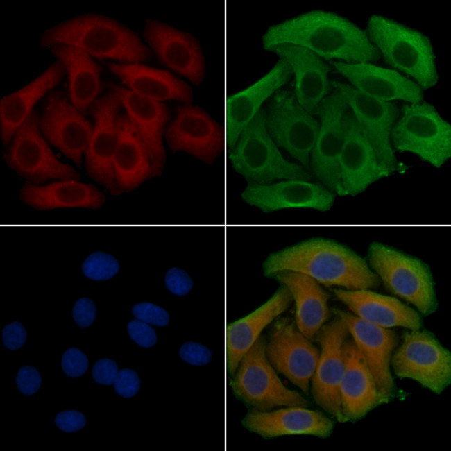 NIM1 Antibody in Immunocytochemistry (ICC/IF)