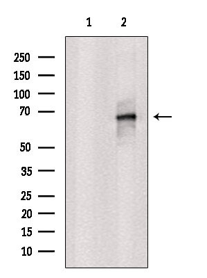 CD298 Antibody in Western Blot (WB)