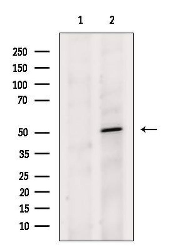 UBFD1 Antibody in Western Blot (WB)