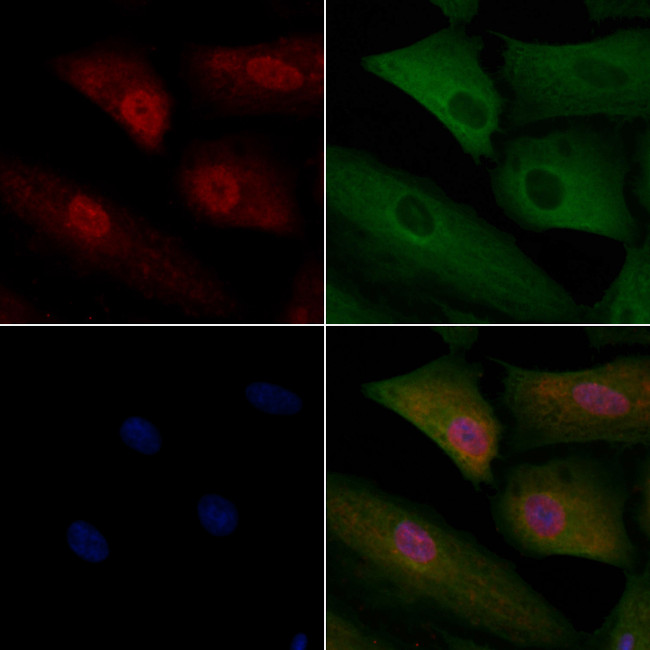 UBAP2L Antibody in Immunocytochemistry (ICC/IF)