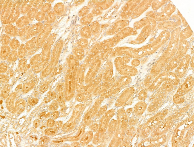 SLC30A4 Antibody in Immunohistochemistry (Paraffin) (IHC (P))