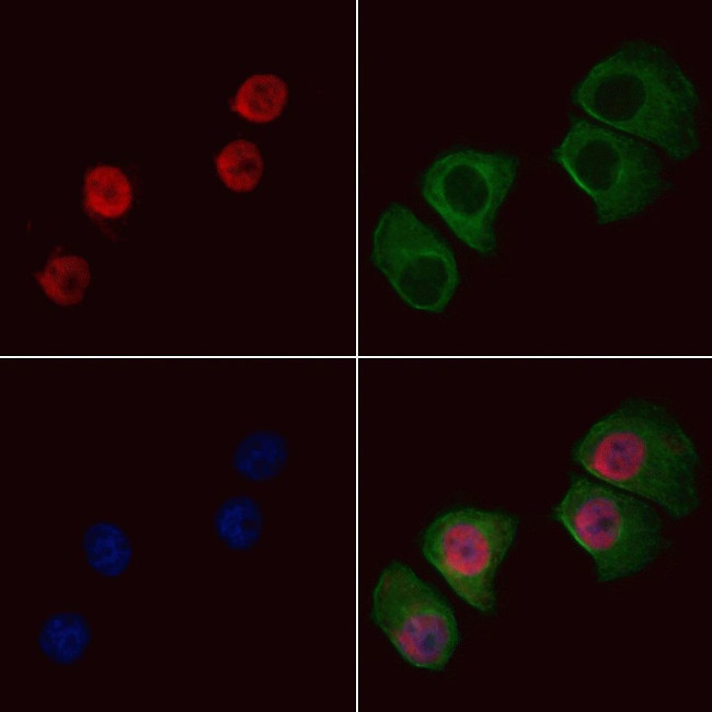 ALY Antibody in Immunocytochemistry (ICC/IF)