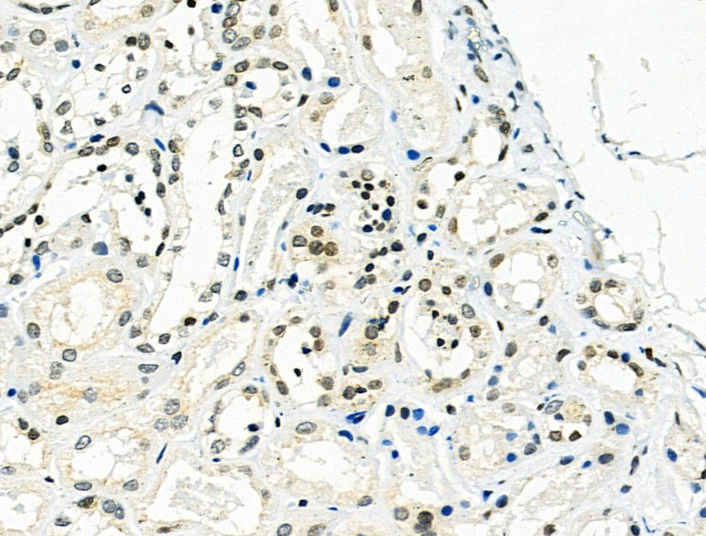 Osr2 Antibody in Immunohistochemistry (Paraffin) (IHC (P))