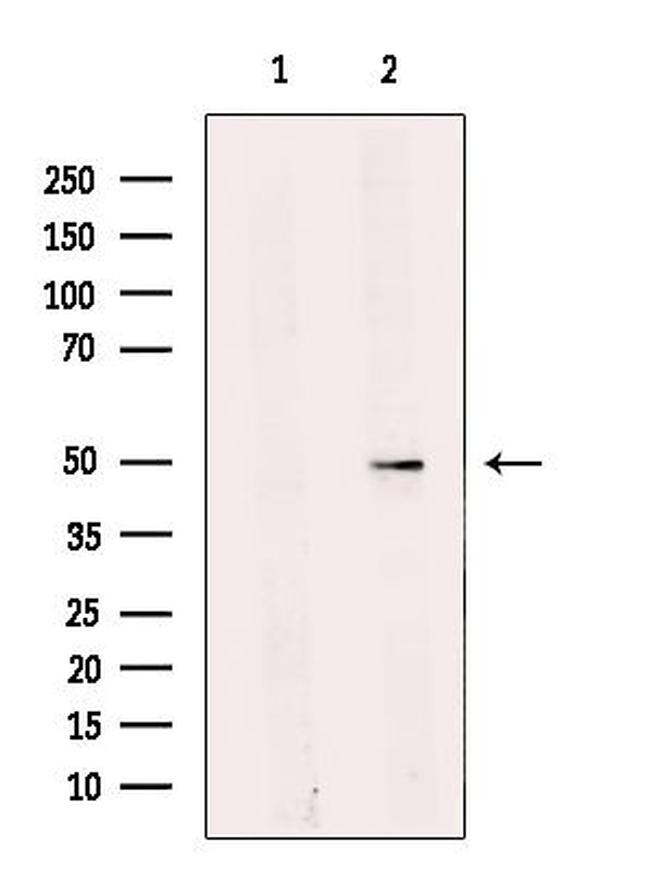 TEF5 Antibody in Western Blot (WB)