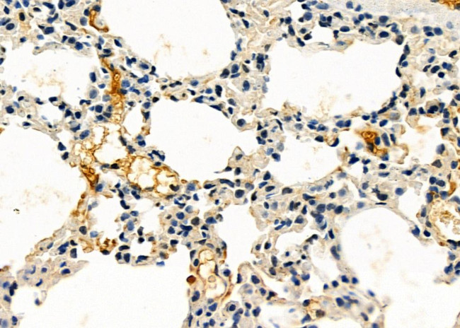 SPON2 Antibody in Immunohistochemistry (Paraffin) (IHC (P))