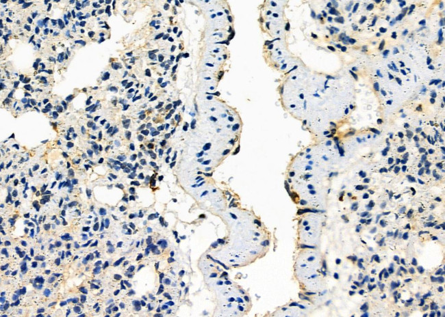 SPON2 Antibody in Immunohistochemistry (Paraffin) (IHC (P))