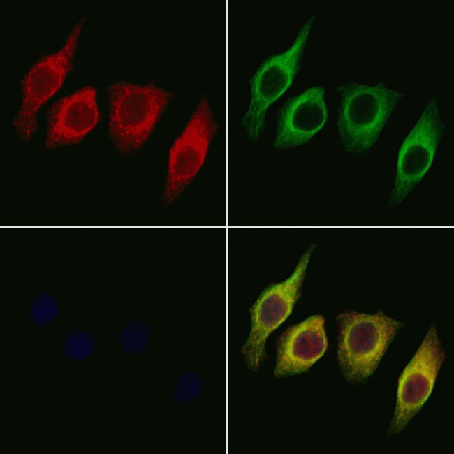 STARD10 Antibody in Immunocytochemistry (ICC/IF)