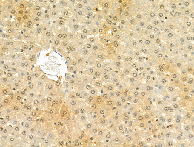 STARD10 Antibody in Immunohistochemistry (Paraffin) (IHC (P))