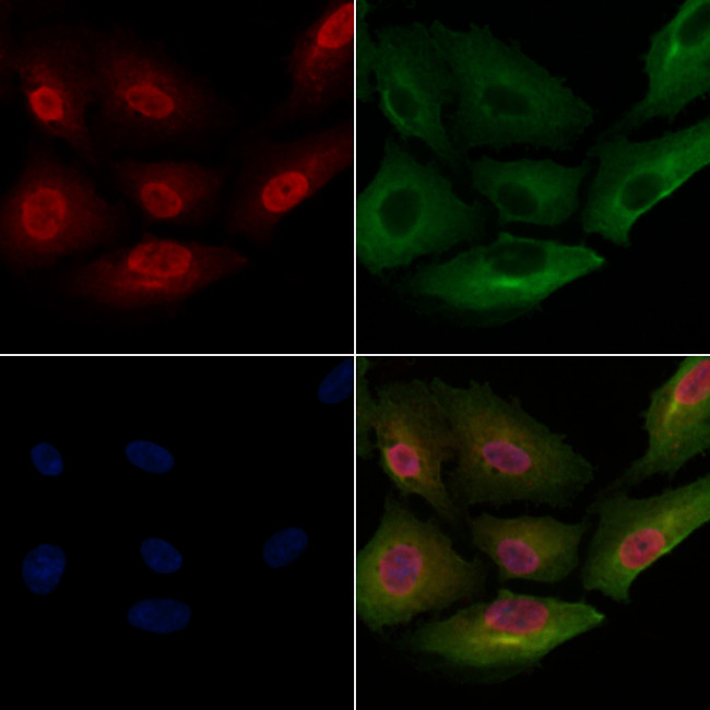 DUSP10 Antibody in Immunocytochemistry (ICC/IF)