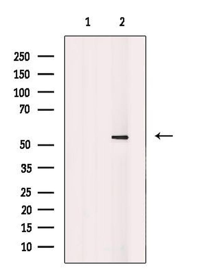 DUSP10 Antibody in Western Blot (WB)