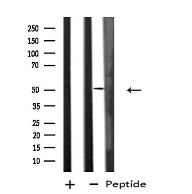 DUSP10 Antibody in Western Blot (WB)