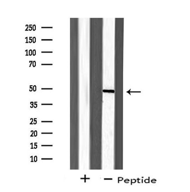 ZAR1 Antibody in Western Blot (WB)