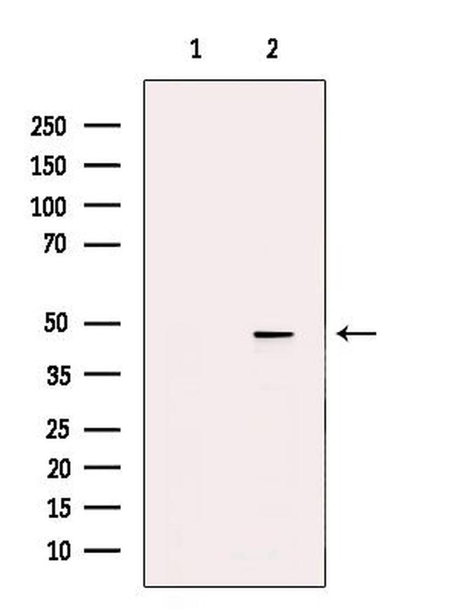 ZAR1 Antibody in Western Blot (WB)