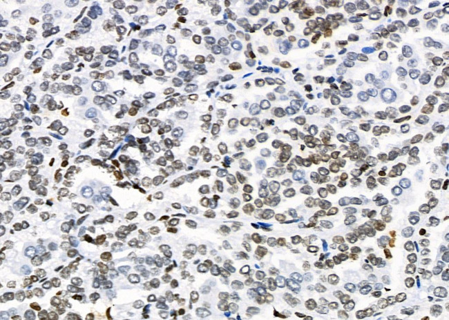 Opsin 3 Antibody in Immunohistochemistry (Paraffin) (IHC (P))