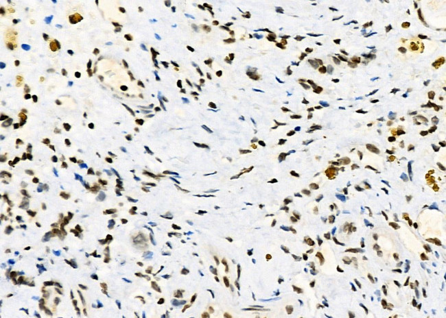 Opsin 3 Antibody in Immunohistochemistry (Paraffin) (IHC (P))