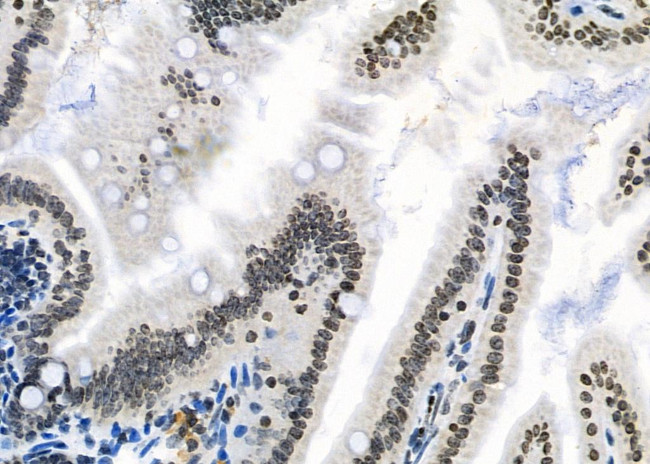 Opsin 3 Antibody in Immunohistochemistry (Paraffin) (IHC (P))