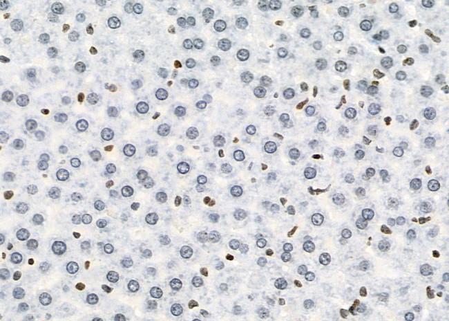 Opsin 3 Antibody in Immunohistochemistry (Paraffin) (IHC (P))