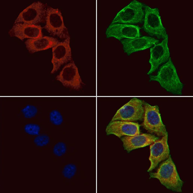 NPY1R Antibody in Immunocytochemistry (ICC/IF)