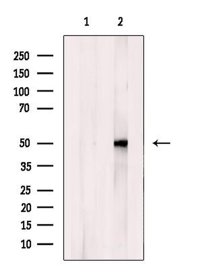 NPY1R Antibody in Western Blot (WB)