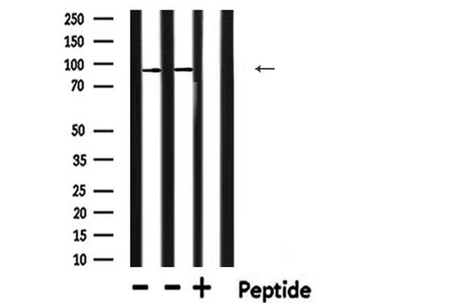 E2F8 Antibody in Western Blot (WB)