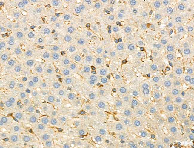 KCNE1 Antibody in Immunohistochemistry (Paraffin) (IHC (P))