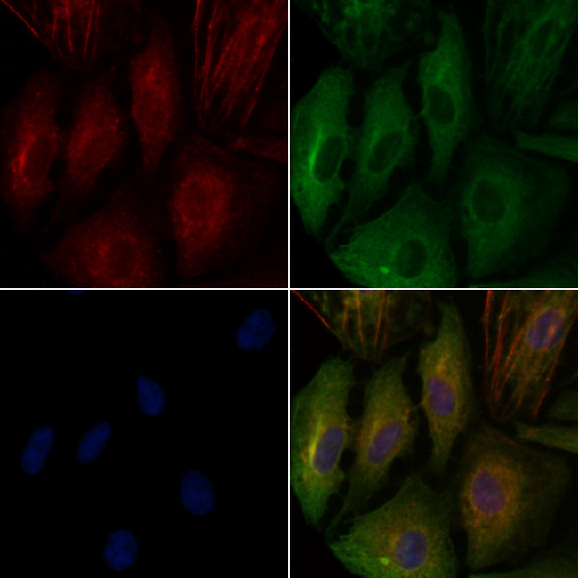 CGA Antibody in Immunocytochemistry (ICC/IF)