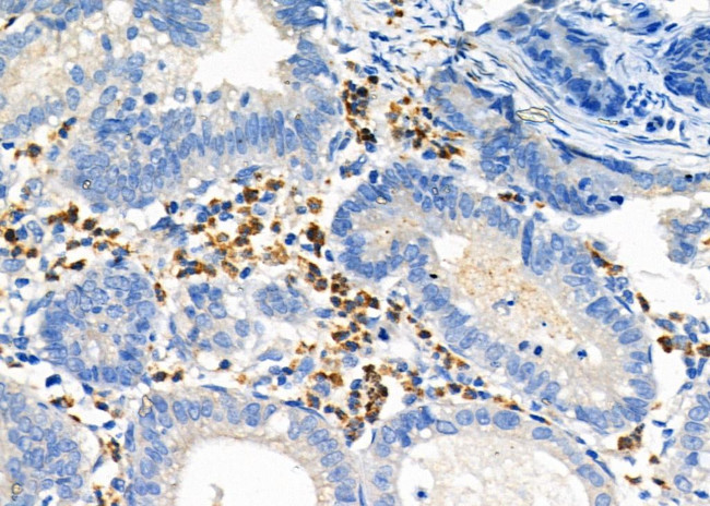 CGA Antibody in Immunohistochemistry (Paraffin) (IHC (P))