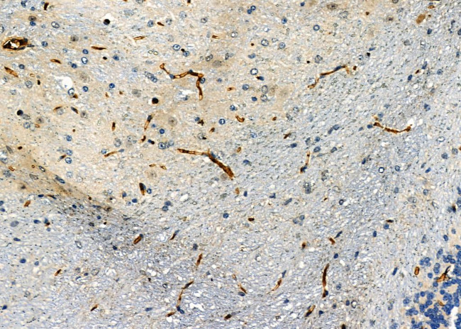 CGA Antibody in Immunohistochemistry (Paraffin) (IHC (P))