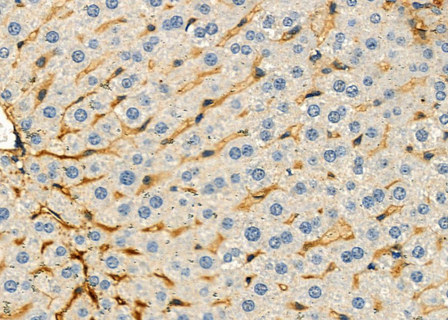 CGA Antibody in Immunohistochemistry (Paraffin) (IHC (P))