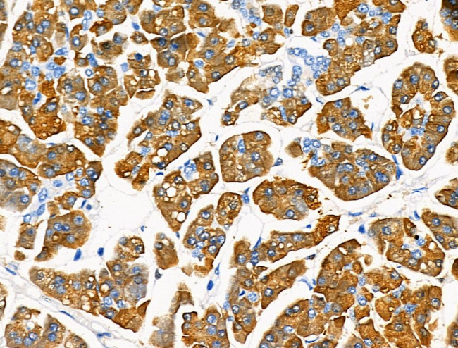 Trypsin Antibody in Immunohistochemistry (Paraffin) (IHC (P))