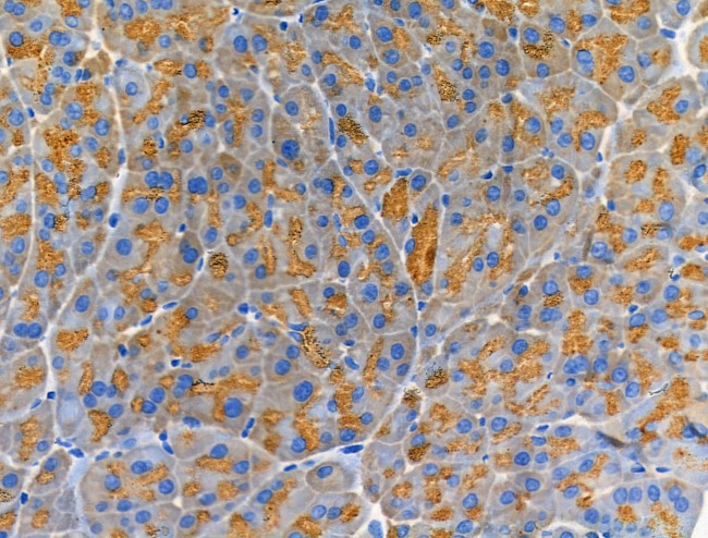 Trypsin Antibody in Immunohistochemistry (Paraffin) (IHC (P))