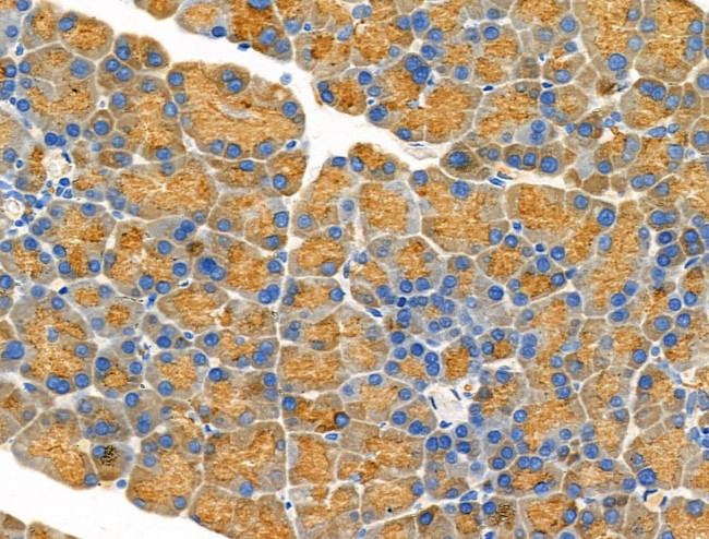 Trypsin Antibody in Immunohistochemistry (Paraffin) (IHC (P))