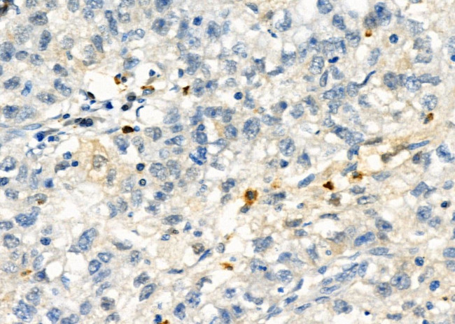 Protein S Antibody in Immunohistochemistry (Paraffin) (IHC (P))