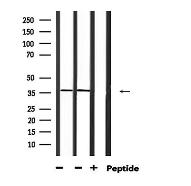 HuR Antibody in Western Blot (WB)