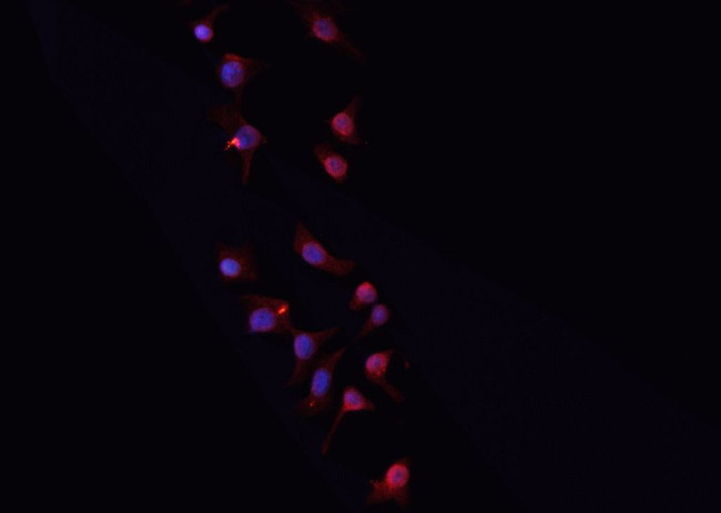 PGF Antibody in Immunocytochemistry (ICC/IF)