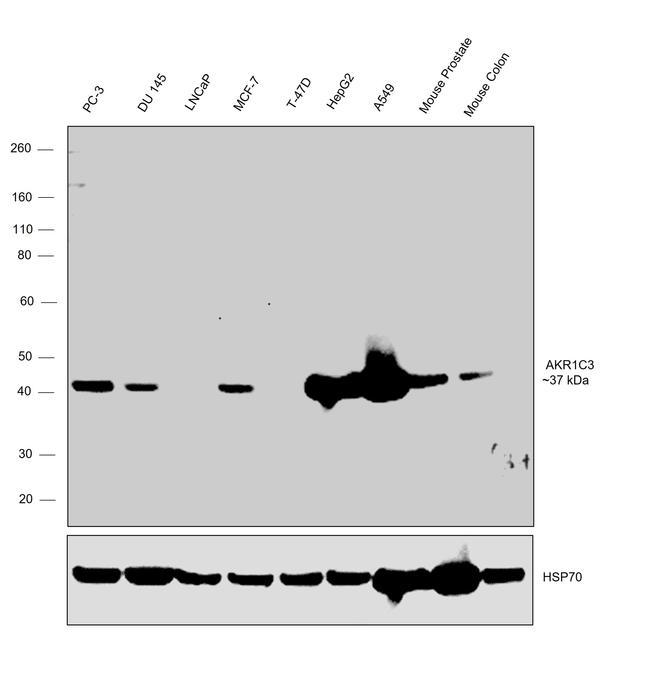 AKR1C3 Antibody in Western Blot (WB)