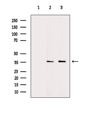 AKR1C3 Antibody in Western Blot (WB)