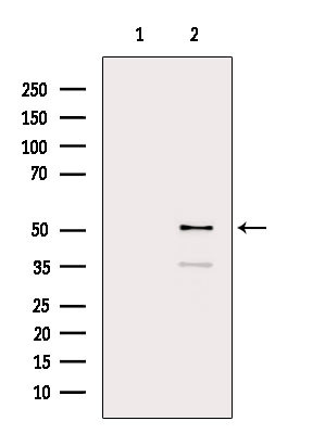 GABRA2 Antibody in Western Blot (WB)