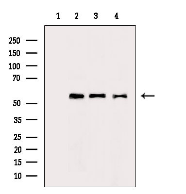 PTBP1 Antibody in Western Blot (WB)