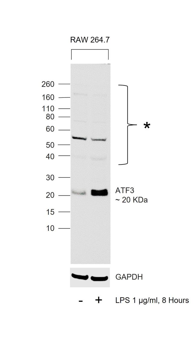 ATF3 Antibody in Western Blot (WB)