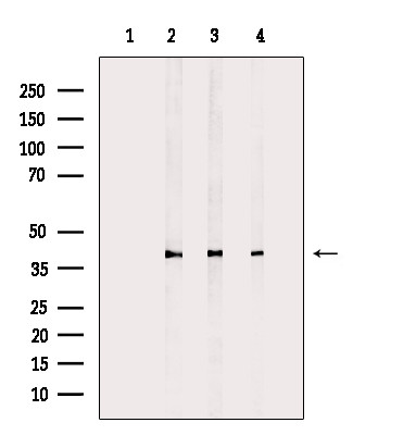 PPP2R4 Antibody in Western Blot (WB)