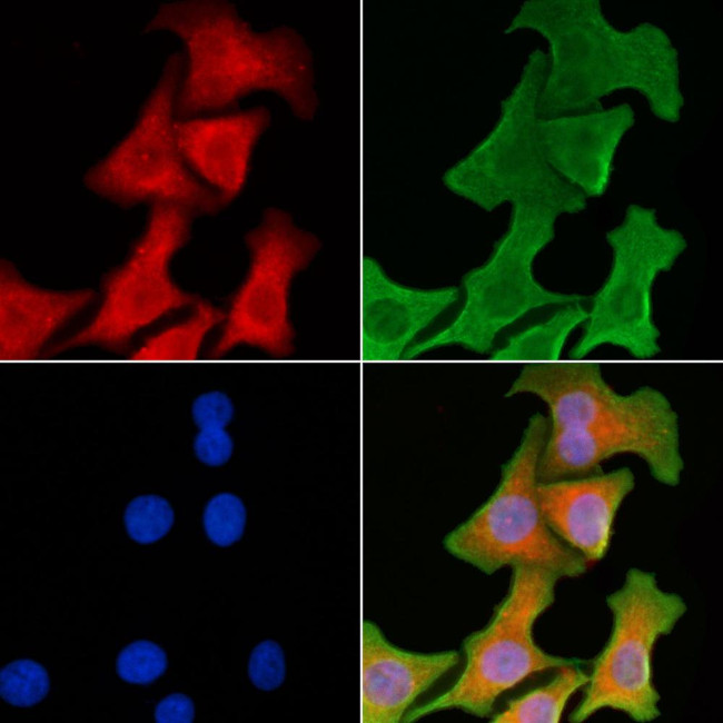 CD244 Antibody in Immunocytochemistry (ICC/IF)