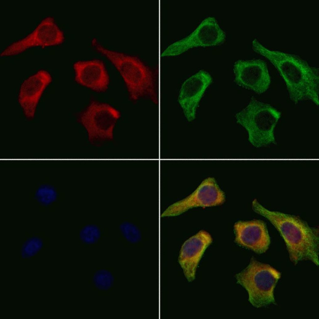 CD244 Antibody in Immunocytochemistry (ICC/IF)