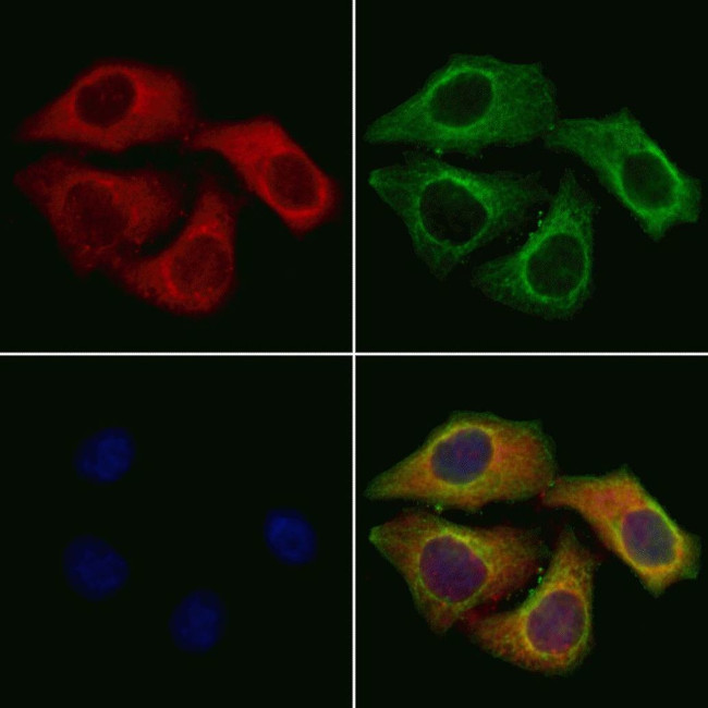 PRL3 Antibody in Immunocytochemistry (ICC/IF)